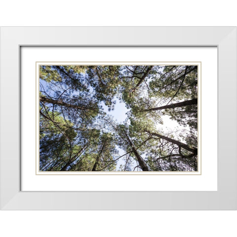 Canary Islands--forest growing in old lava field White Modern Wood Framed Art Print with Double Matting by Bibikow, Walter