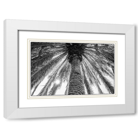 Canary Islands-Tenerife Island-Masca-palm tree White Modern Wood Framed Art Print with Double Matting by Bibikow, Walter