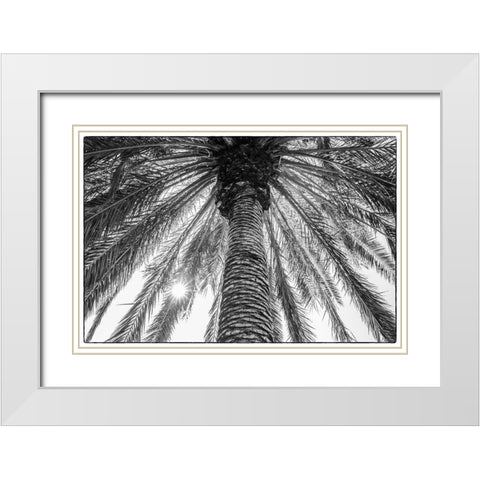 Canary Islands-Tenerife Island-Masca-palm tree White Modern Wood Framed Art Print with Double Matting by Bibikow, Walter
