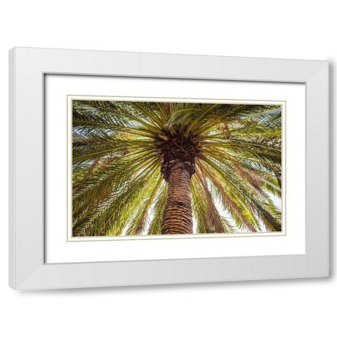 Canary Islands-Tenerife Island-Masca-palm tree White Modern Wood Framed Art Print with Double Matting by Bibikow, Walter