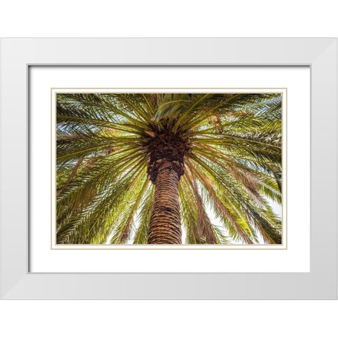 Canary Islands-Tenerife Island-Masca-palm tree White Modern Wood Framed Art Print with Double Matting by Bibikow, Walter
