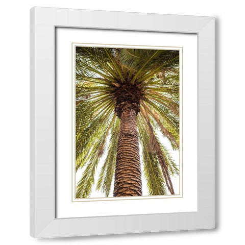 Canary Islands-Tenerife Island-Masca-palm tree White Modern Wood Framed Art Print with Double Matting by Bibikow, Walter