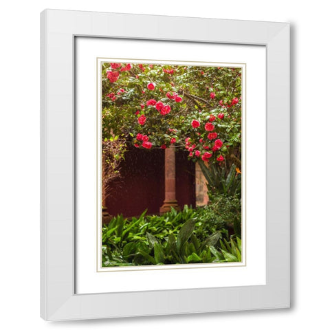 Canary Islands-Tenerife Island-San Cristobal de La Laguna-Convento de San Agustin convent-gardens White Modern Wood Framed Art Print with Double Matting by Bibikow, Walter