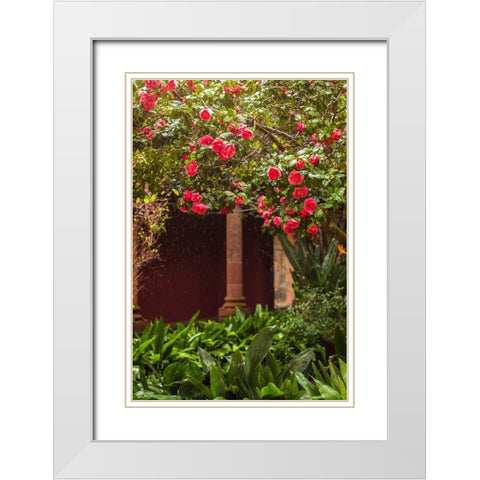 Canary Islands-Tenerife Island-San Cristobal de La Laguna-Convento de San Agustin convent-gardens White Modern Wood Framed Art Print with Double Matting by Bibikow, Walter