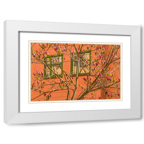 Sweden-Stockholm-Gamla Stan-Old Town-magnolia tree-spring White Modern Wood Framed Art Print with Double Matting by Bibikow, Walter