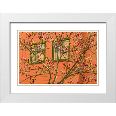 Sweden-Stockholm-Gamla Stan-Old Town-magnolia tree-spring White Modern Wood Framed Art Print with Double Matting by Bibikow, Walter