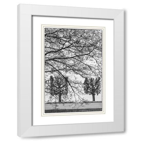 Sweden-Stockholm-trees-early spring White Modern Wood Framed Art Print with Double Matting by Bibikow, Walter
