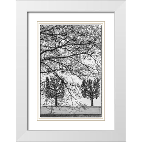 Sweden-Stockholm-trees-early spring White Modern Wood Framed Art Print with Double Matting by Bibikow, Walter