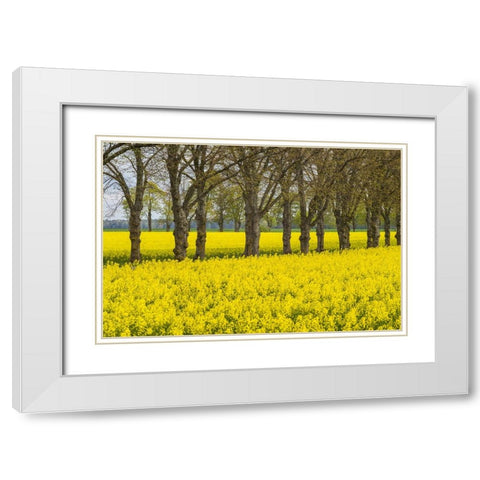 Sweden-Gotland Island-Romakloster-landscape with yellow flowers-springtime White Modern Wood Framed Art Print with Double Matting by Bibikow, Walter