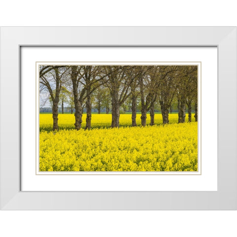 Sweden-Gotland Island-Romakloster-landscape with yellow flowers-springtime White Modern Wood Framed Art Print with Double Matting by Bibikow, Walter