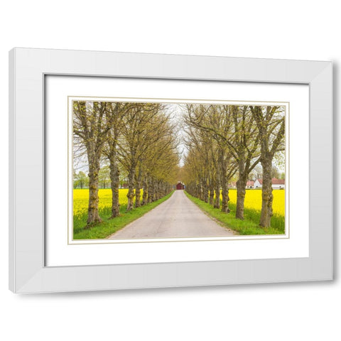 Sweden-Gotland Island-Romakloster-country road with yellow springtime flowers White Modern Wood Framed Art Print with Double Matting by Bibikow, Walter