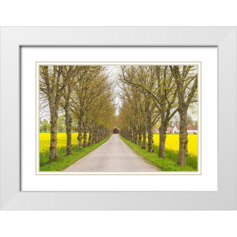 Sweden-Gotland Island-Romakloster-country road with yellow springtime flowers White Modern Wood Framed Art Print with Double Matting by Bibikow, Walter