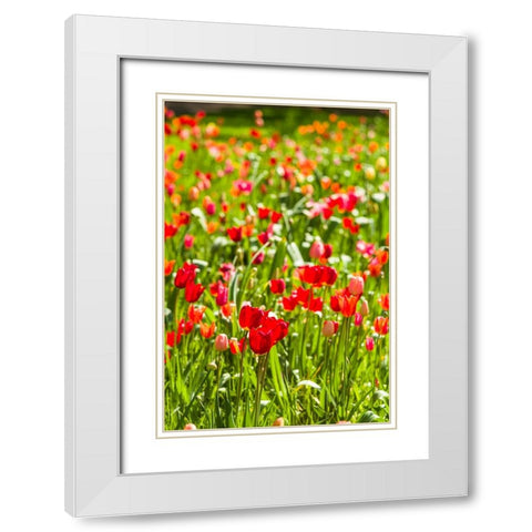 Sweden-Oland Island-Borgholm-Solliden Slott palace-Swedish Royal Family summer palace-palace garden White Modern Wood Framed Art Print with Double Matting by Bibikow, Walter