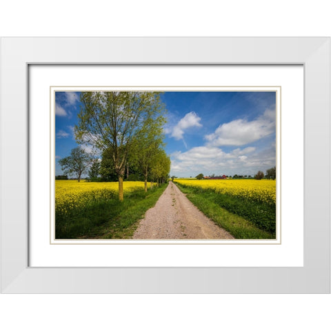 Southern Sweden-Boste lage-country road with yellow flowers-springtime White Modern Wood Framed Art Print with Double Matting by Bibikow, Walter