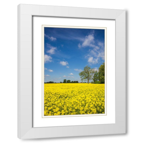 Southern Sweden-Boste lage-filed with yellow flowers-springtime White Modern Wood Framed Art Print with Double Matting by Bibikow, Walter