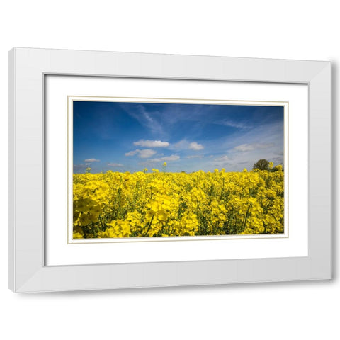 Southern Sweden-Boste lage-filed with yellow flowers-springtime White Modern Wood Framed Art Print with Double Matting by Bibikow, Walter