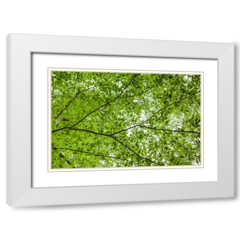 Sweden-Scania-Molle-Krapperups Slott castle-ancient home of the Gyllenstierna family-public garden- White Modern Wood Framed Art Print with Double Matting by Bibikow, Walter