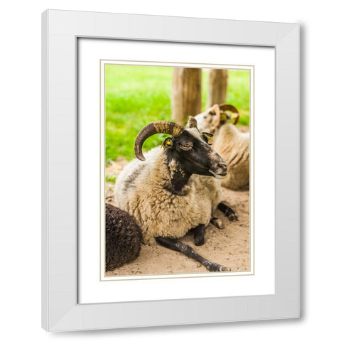 Sweden-Bohuslan-Tanumshede-goat White Modern Wood Framed Art Print with Double Matting by Bibikow, Walter