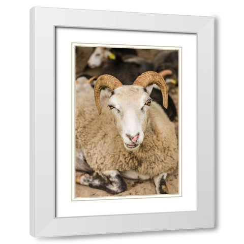 Sweden-Bohuslan-Tanumshede-goat White Modern Wood Framed Art Print with Double Matting by Bibikow, Walter