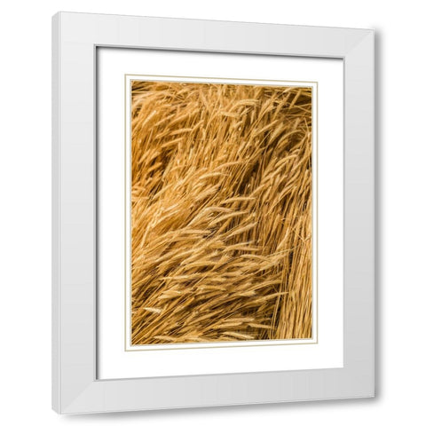 Sweden-Bohuslan-Tanumshede-cut wheat White Modern Wood Framed Art Print with Double Matting by Bibikow, Walter