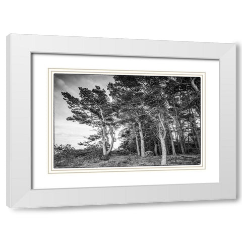 Sweden-Bohuslan-Salto Island-coastal trees White Modern Wood Framed Art Print with Double Matting by Bibikow, Walter