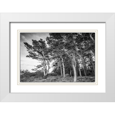 Sweden-Bohuslan-Salto Island-coastal trees White Modern Wood Framed Art Print with Double Matting by Bibikow, Walter