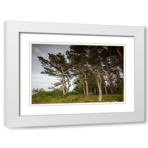 Sweden-Bohuslan-Salto Island-coastal trees White Modern Wood Framed Art Print with Double Matting by Bibikow, Walter