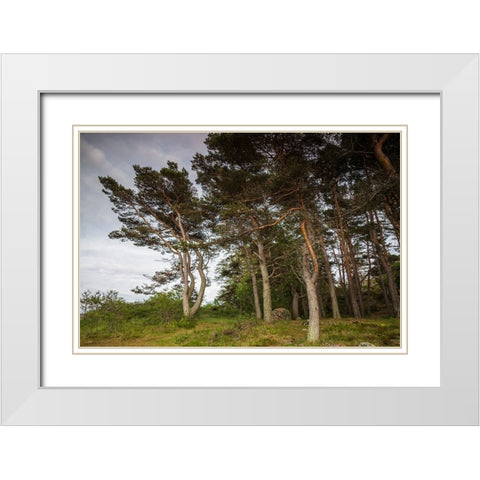 Sweden-Bohuslan-Salto Island-coastal trees White Modern Wood Framed Art Print with Double Matting by Bibikow, Walter