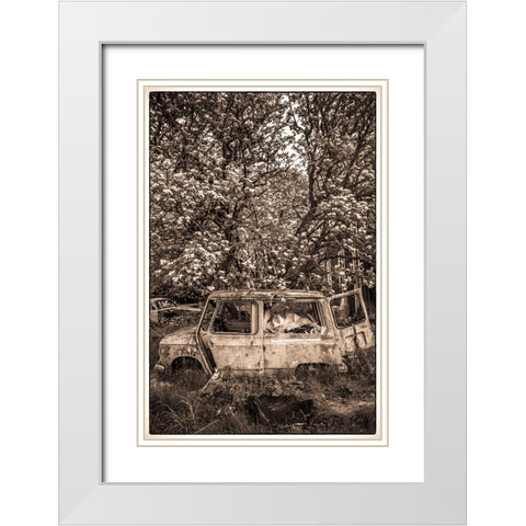 Sweden-Varmland-Bastnas-Bastnas Car Cemetery public park-antique car junkyard White Modern Wood Framed Art Print with Double Matting by Bibikow, Walter