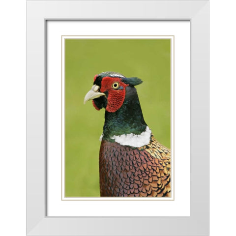 Great Britain, Tresco Isl Ring-necked pheasant White Modern Wood Framed Art Print with Double Matting by Morris, Arthur