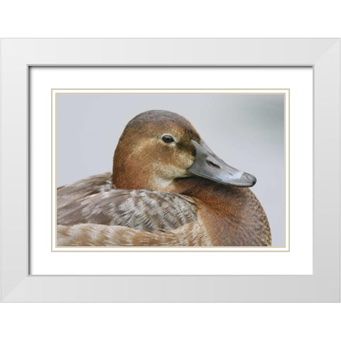 Great Britain, London Close-up of pochard duck White Modern Wood Framed Art Print with Double Matting by Morris, Arthur
