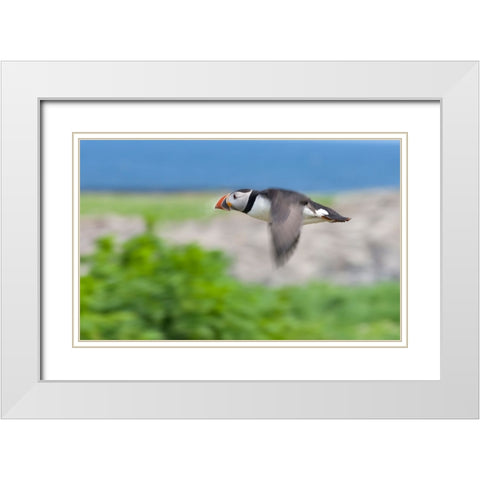 Atlantic Puffins-Fratercula arctica-flying-Northumberland-UK White Modern Wood Framed Art Print with Double Matting by Su, Keren