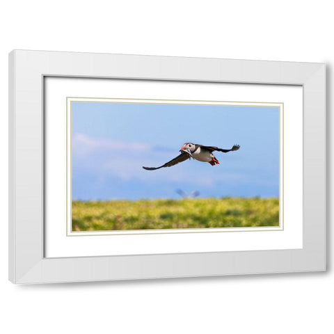 Atlantic Puffin-Fratercula arctica-flying and carrying fish in its beak-Northumberland-UK White Modern Wood Framed Art Print with Double Matting by Su, Keren