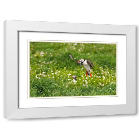 Atlantic Puffin-Fratercula arctica-flying over the meadow carrying fish in its beak-Northumberland- White Modern Wood Framed Art Print with Double Matting by Su, Keren