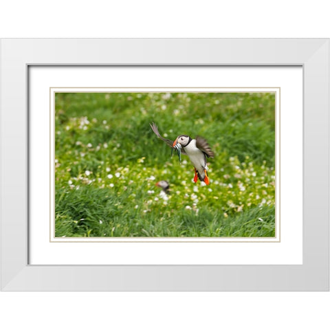Atlantic Puffin-Fratercula arctica-flying over the meadow carrying fish in its beak-Northumberland- White Modern Wood Framed Art Print with Double Matting by Su, Keren