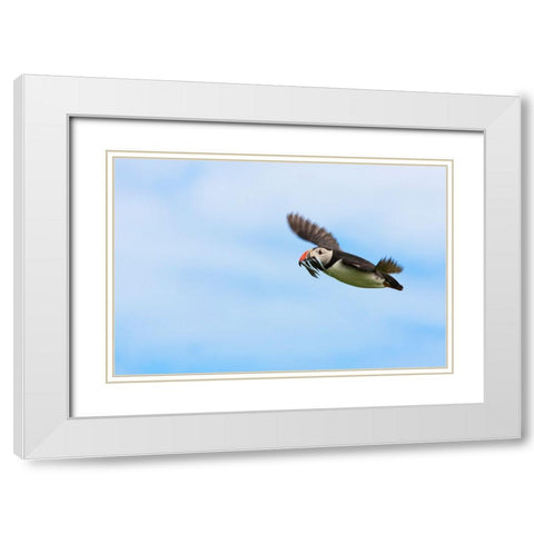 Atlantic Puffins-Fratercula arctica-flying and carrying fish in its beak-Northumberland-UK White Modern Wood Framed Art Print with Double Matting by Su, Keren