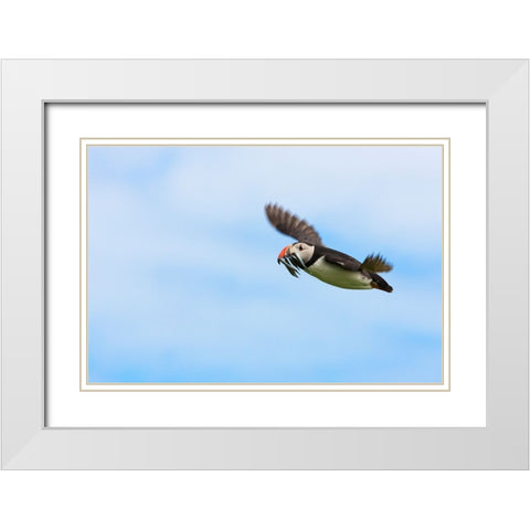 Atlantic Puffins-Fratercula arctica-flying and carrying fish in its beak-Northumberland-UK White Modern Wood Framed Art Print with Double Matting by Su, Keren