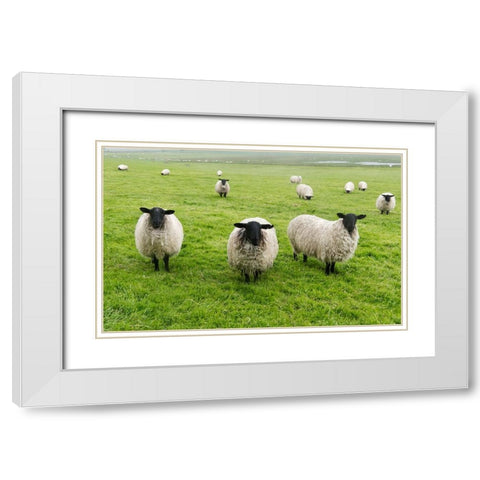 Blackface ewe-Northumberland-England-UK White Modern Wood Framed Art Print with Double Matting by Su, Keren