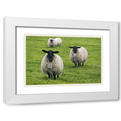 Blackface ewe-Northumberland-England-UK White Modern Wood Framed Art Print with Double Matting by Su, Keren