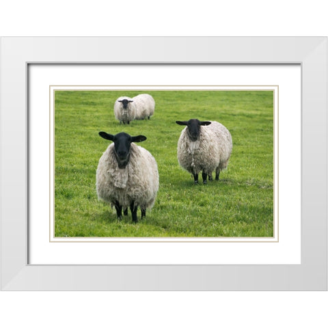 Blackface ewe-Northumberland-England-UK White Modern Wood Framed Art Print with Double Matting by Su, Keren