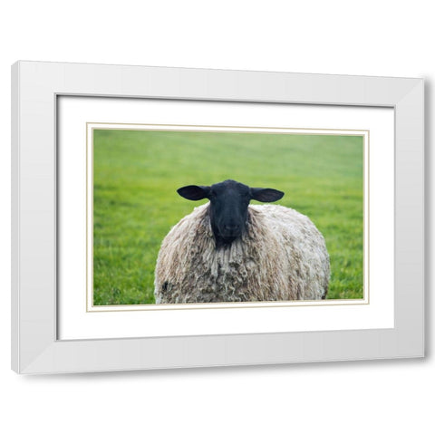 Blackface ewe-Northumberland-England-UK White Modern Wood Framed Art Print with Double Matting by Su, Keren