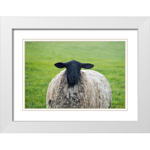 Blackface ewe-Northumberland-England-UK White Modern Wood Framed Art Print with Double Matting by Su, Keren