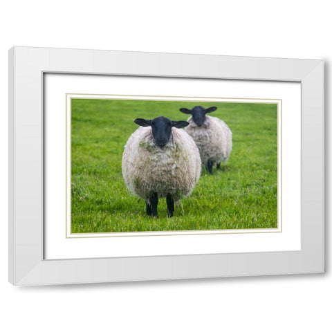 Blackface ewe-Northumberland-England-UK White Modern Wood Framed Art Print with Double Matting by Su, Keren