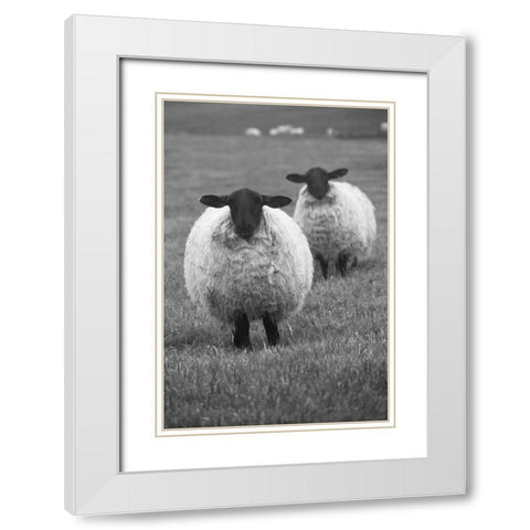 Blackface ewe-Northumberland-England-UK White Modern Wood Framed Art Print with Double Matting by Su, Keren
