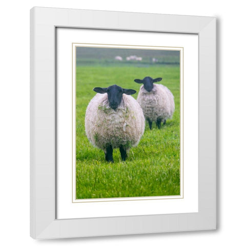 Blackface ewe-Northumberland-England-UK White Modern Wood Framed Art Print with Double Matting by Su, Keren
