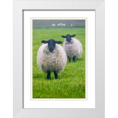 Blackface ewe-Northumberland-England-UK White Modern Wood Framed Art Print with Double Matting by Su, Keren