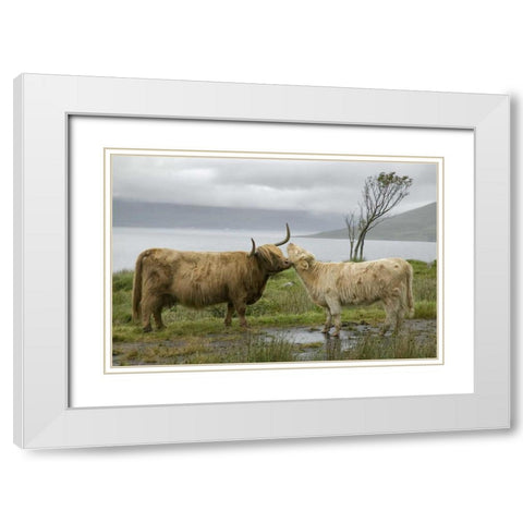 Scotland, Highland cows courting and grooming White Modern Wood Framed Art Print with Double Matting by Anon, Ellen
