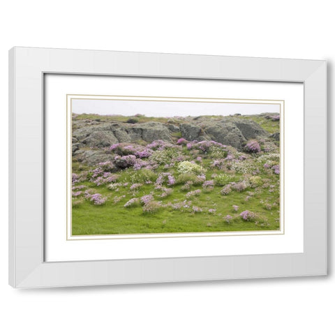 Scotland, Isle of May Flowers and boulders White Modern Wood Framed Art Print with Double Matting by Morris, Arthur