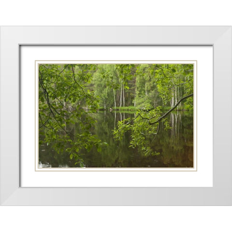 Scotland, Cairngorm NP Calm lake in forest White Modern Wood Framed Art Print with Double Matting by Illg, Cathy and Gordon