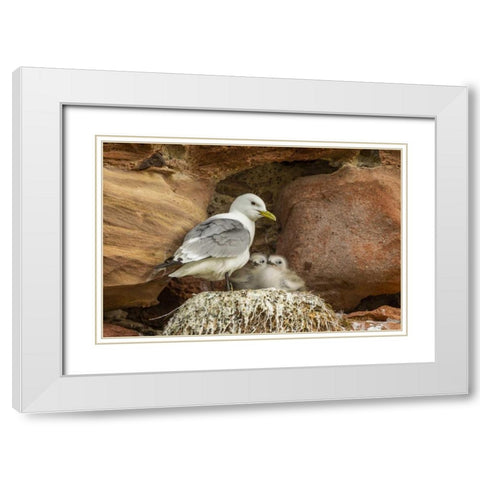 Scotland, Dunbar Kittiwake parent and chicks White Modern Wood Framed Art Print with Double Matting by Illg, Cathy and Gordon